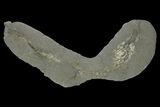 Fossil Capelin Fish (Mallotus) Nodule - Canada #136148-1